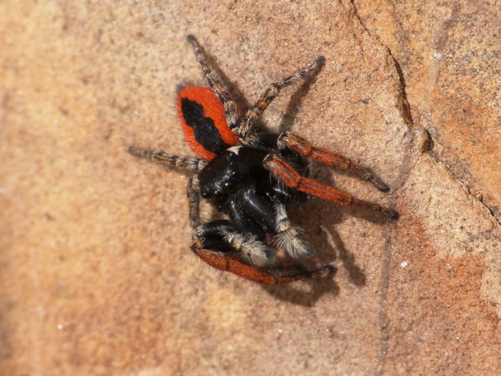 Philaeus chrysops: coppia preoccupata